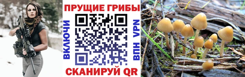 Купить закладки  Городище  Галлюциногенные грибы Psilocybe 